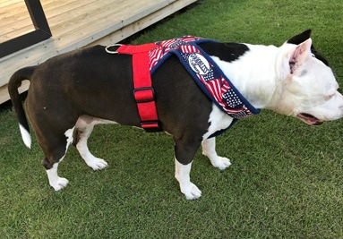 Fleece Harness USA��PMC00092��