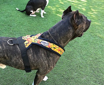 Fleece Harness Fire��PMC00093��