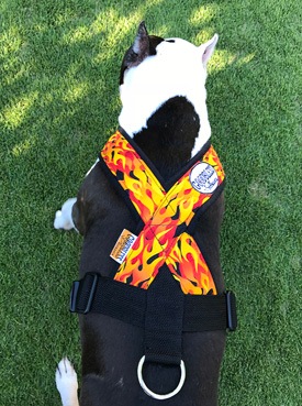 Fleece Harness Fire��PMC00093��