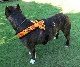 Fleece Harness Fire��PMC00093��