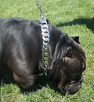 RUGGED CHAINS COLLAR SILVER ��PMC00086������̵����