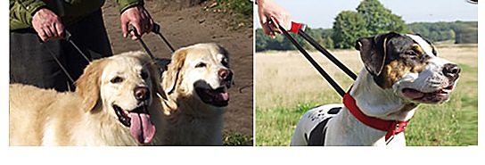 ���̥ϥ�ɥ��դ�Premium Collar ��PMC00057��