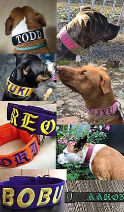 NAME���� GOODBLESS Nylon Collar ��PMC00071��