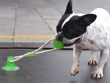 Molar Bite Toy PME00041