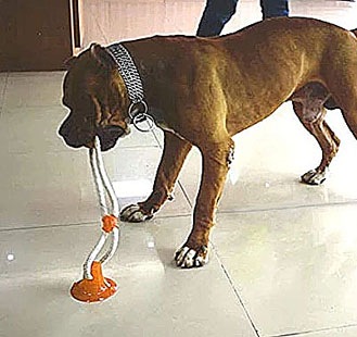 Molar Bite Toy PME00041