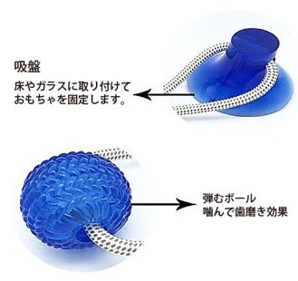 Molar Bite Toy PME00041