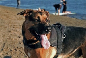 Extra Strong Nylon Harness ��PMC00047��