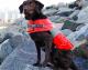 Canine Lifejacket PMK00006