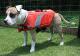 Canine Lifejacket PMK00006