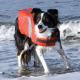 Canine Lifejacket PMK00006