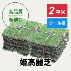 姫高麗芝（2平米）【クール便/送料込】