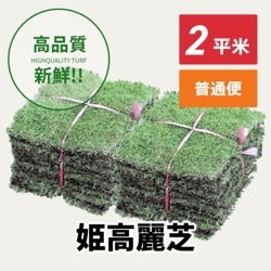 姫高麗芝（2平米）【普通便/送料込】