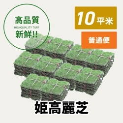 姫高麗芝（10平米）【普通便/送料込】