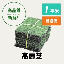 高麗芝（1平米）【普通便/送料込】