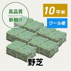 野芝（10平米）【クール便/送料込】