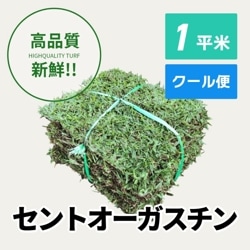 セントオーガスチン（1平米）【クール便/送料込】