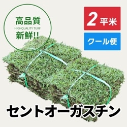 セントオーガスチン（2平米）【クール便/送料込】