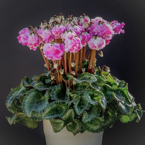 �ڥ�������(�Х�ե�󥸺餭���֤ޤ��ϥԥ󥯷�)�ۡڲֹ�˼Yasuda����ȭ���梨11/20����12/15���ޤǤ�ȯ���Ǥ���[�ﲹ]