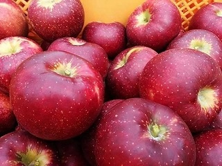 結城果樹園】【順次発送いたします☆】【地域限定送料無料】完熟りんご