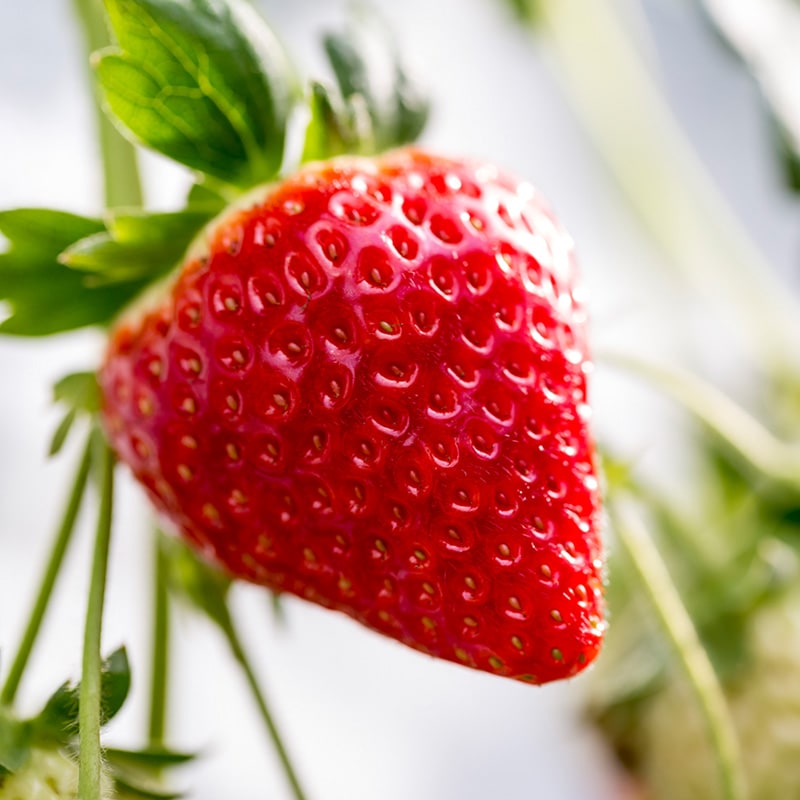 ��ǯ��͵���ȯ���ϼ��ϼ���缡�ˤʤ�ޤ�����������������۵ܾ븩��īŦ�ߤ������֤⤦���ä��ס�4�ѥå� [��¢ȯ��]����������Ͼ���ޤ���