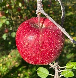 【りんご】 ⬜︎ Premium Juice - 宮西農園ウェブサイト