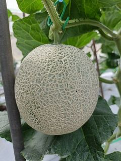 Ȥ鷺ޤ£ѡȢ1ۣ飱ĤͭݡƻĮФιޥ󡡣£ѡ˸ꣵȢ