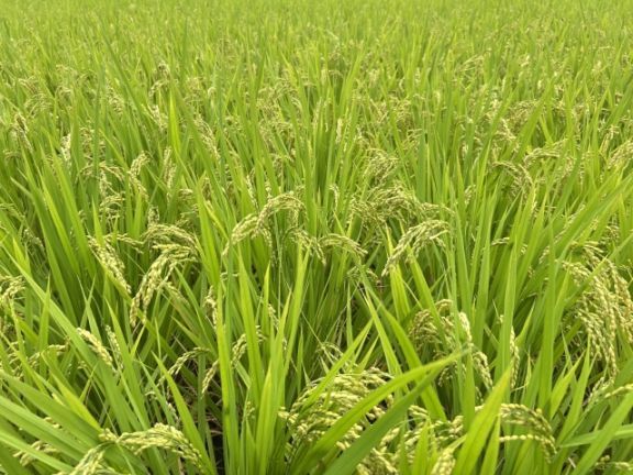 �ڤ����Ǥ��������̺����ơۻ������캬�ԡ��л�����פ���� �֤Ĥ�ɱ�׿���10�����ϰ��������̵�� �ھﲹȯ��]