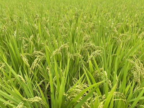 ڤǤ̺ơۻ캬ԡлפ ֤Ĥɱ׿10ϰ̵ ھﲹȯ]