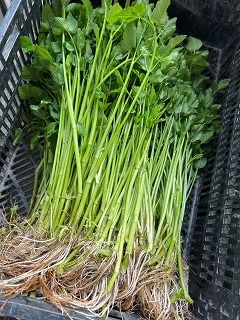 ϰ̵ȯ11/2030 ܾ븩̾ԡֻפ ڥۤȸТԻѡܾ븩300g