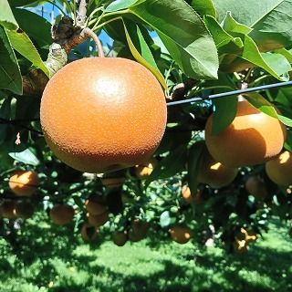 ���������ϰ��������̵������ �ܾ븩����Į�����ܤεִѸ��̼���פ����� ���ٺ��Ϻ����ս������� ���Ρ������֡�6�ĵͤ��碌 ��11��1��������ͽ����ȯ�����ޤ���