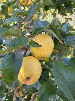 片平果樹園】【完売御礼！】初登場♪希少品種の完熟りんご「はるか」3