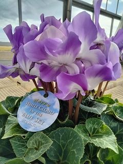 シクラメン(咲き分け 赤またはピンク系)】【花工房Yasuda】大株6号※11