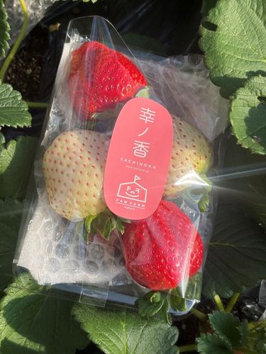 �ڽ��о�����ˤ��ˤ⤪�����ᡪ�ۤ᤺�餷���򤤤����������̾��ԥե���ե�����ʤȤ�ۤ�����ֹ��򥤥����׵ͤ��碌2�ѥå��������¢ȯ����