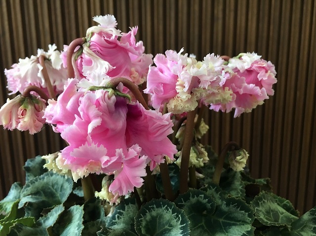 åդӤޤʤΡ᥷󡡲ֹ˼Yasudaȭ[ﲹȯ] ƱԲ