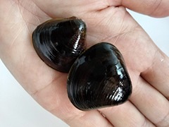 ʤǤʤɤˤ!!ŷߡγ250g3ޡءۡƱԲġ