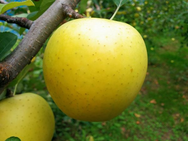 ڴ顪11/10缡ȯޤϤǤϰߡ۷̼ࡡϤ󤴡ʥΥɡι 3kg2 [ﲹȯ]ƱԲġ