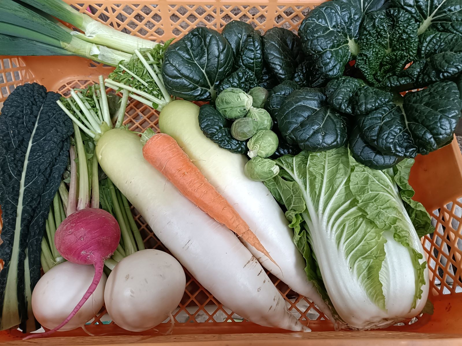 ��12/15�ޤǼ����桪ȯ����12/17�����ָ������ī�Τ���ڤεͤ��碌����������Ϫ�Ϻ��ݤ���ڡ����ԡֺ������Ӷȡפ���Ρ֤���������ڥܥå����סʾﲹ�ء�