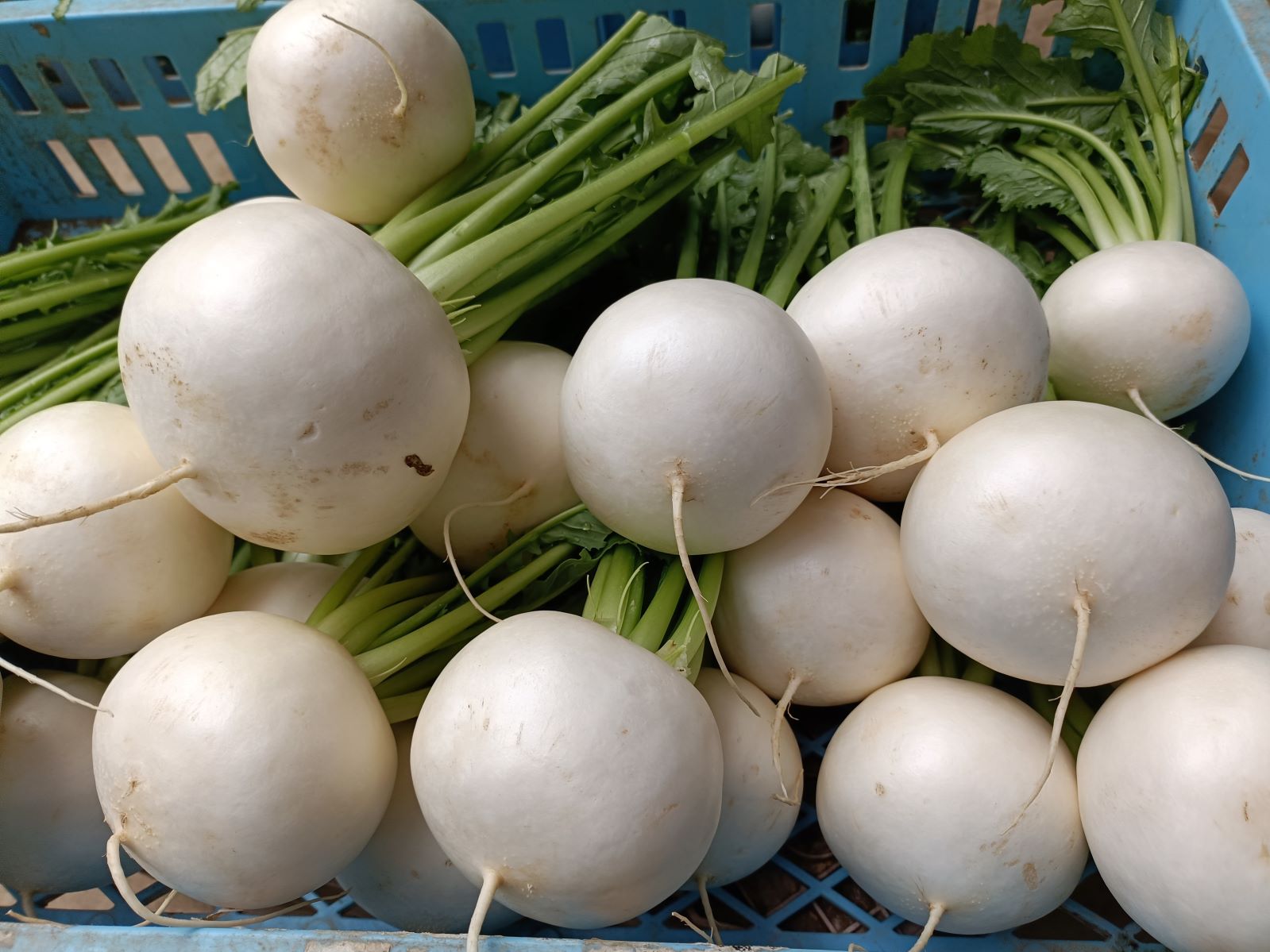 ��12/15�ޤǼ����桪ȯ����12/17�����ָ������ī�Τ���ڤεͤ��碌����������Ϫ�Ϻ��ݤ���ڡ����ԡֺ������Ӷȡפ���Ρ֤���������ڥܥå����סʾﲹ�ء�