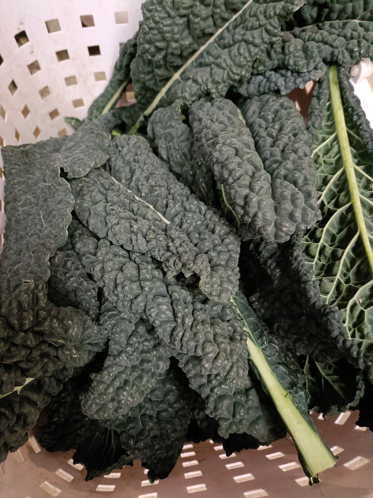 ��12/15�ޤǼ����桪ȯ����12/17�����ָ������ī�Τ���ڤεͤ��碌����������Ϫ�Ϻ��ݤ���ڡ����ԡֺ������Ӷȡפ���Ρ֤���������ڥܥå����סʾﲹ�ء�