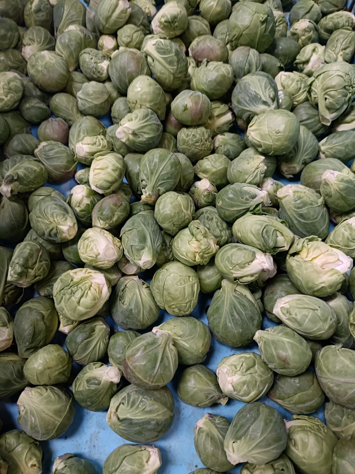 ��12/15�ޤǼ����桪ȯ����12/17�����ָ������ī�Τ���ڤεͤ��碌����������Ϫ�Ϻ��ݤ���ڡ����ԡֺ������Ӷȡפ���Ρ֤���������ڥܥå����סʾﲹ�ء�