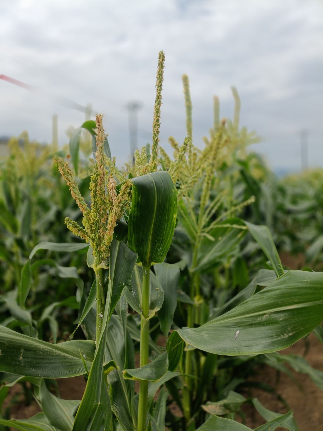 �ں������꤬�Ȥ��������ޤ������ۤ�������ͭ�����ݡ��Ť��ƤӤä��ꡪ���Υȥ�����������ִŤ���Ǥ��ס���ȯ�䡪�ƻ�Į�����кڱࡡ[��¢ȯ��]