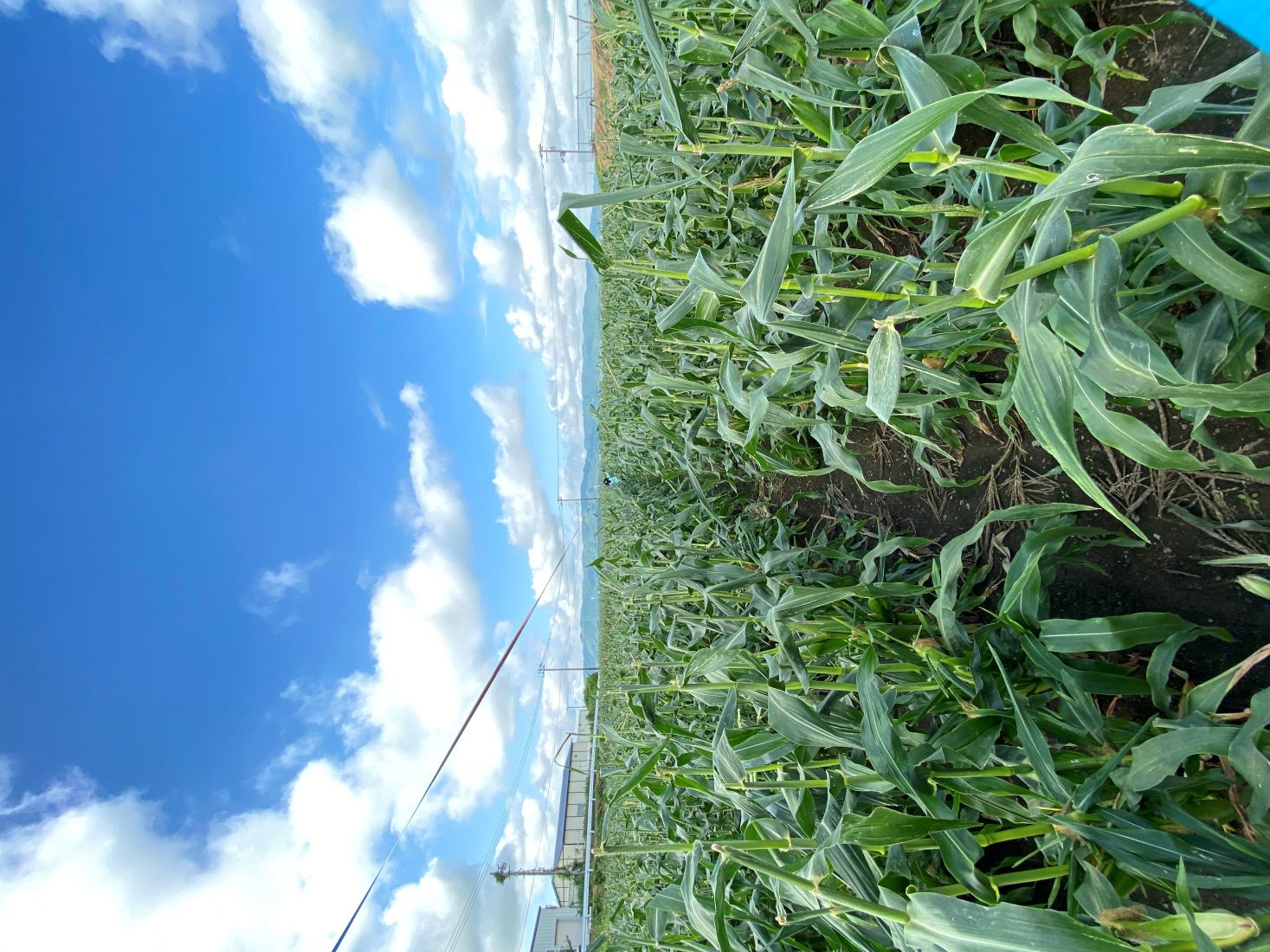 �ں������꤬�Ȥ��������ޤ������ۤ�������ͭ�����ݡ��Ť��ƤӤä��ꡪ���Υȥ�����������ִŤ���Ǥ��ס���ȯ�䡪�ƻ�Į�����кڱࡡ[��¢ȯ��]