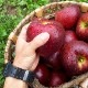 佪λ10ޤǤˤʤޤϰߡ۷̼ࡡϤ󤴡 3kg2 [ﲹȯ]ƱԲġʤ줾ޤˡ