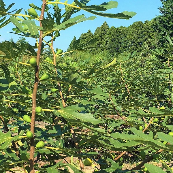 �Ƥ��鹩˼��̵ź�ä������������200��ھﲹȯ����