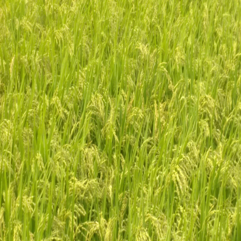 ���ҤȤ��ͤ���10kg�ޤǡ�2024ǯ�����ƤǤ��ޤ������Ķ������ơ��ܾ븩���ҤȤ�ܤ졡����Σ���g�ھﲹȯ��]