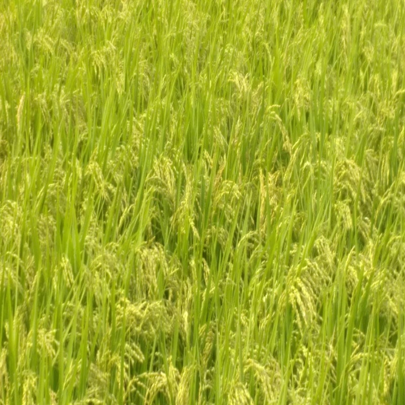 ���ҤȤ��ͤ���10kg�ޤǡ�2024ǯ�����ƤǤ��ޤ������Ķ������ơ��ܾ븩���ҤȤ�ܤ졡����g�ھﲹȯ��]