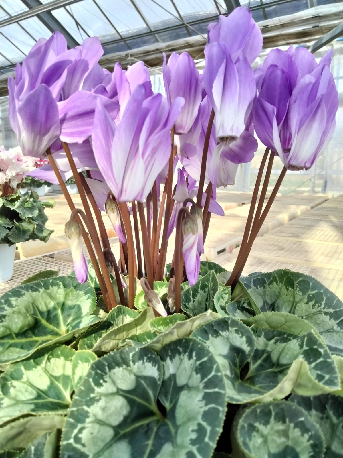 ���о���������ڲֹ�˼YASUDA�������˰�ġ���������(�֥롼�ϡ��֥饦���)���ֹ�˼Yasuda����ȭ���梨11/20����12/15���ޤǤ�ȯ���Ǥ���[�ﲹ]