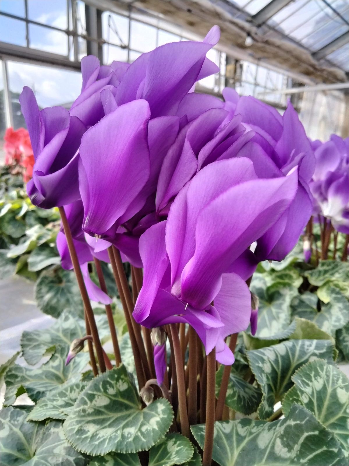 ���о���������ڲֹ�˼YASUDA�������˰�ġ���������(�֥롼�ϡ��֥饦���)���ֹ�˼Yasuda����ȭ���梨11/20����12/15���ޤǤ�ȯ���Ǥ���[�ﲹ]