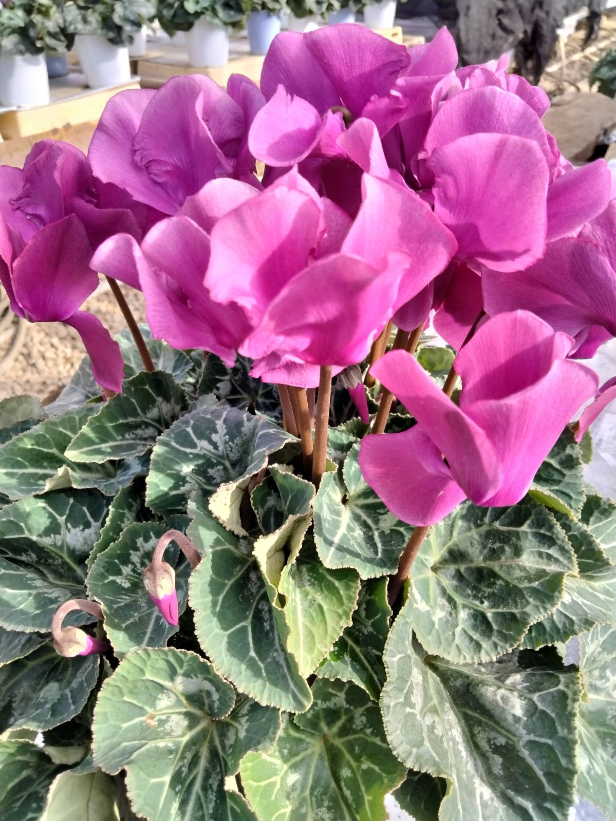 ���о���������ڲֹ�˼YASUDA�������˰�ġ���������(�֥롼�ϡ��֥饦���)���ֹ�˼Yasuda����ȭ���梨11/20����12/15���ޤǤ�ȯ���Ǥ���[�ﲹ]