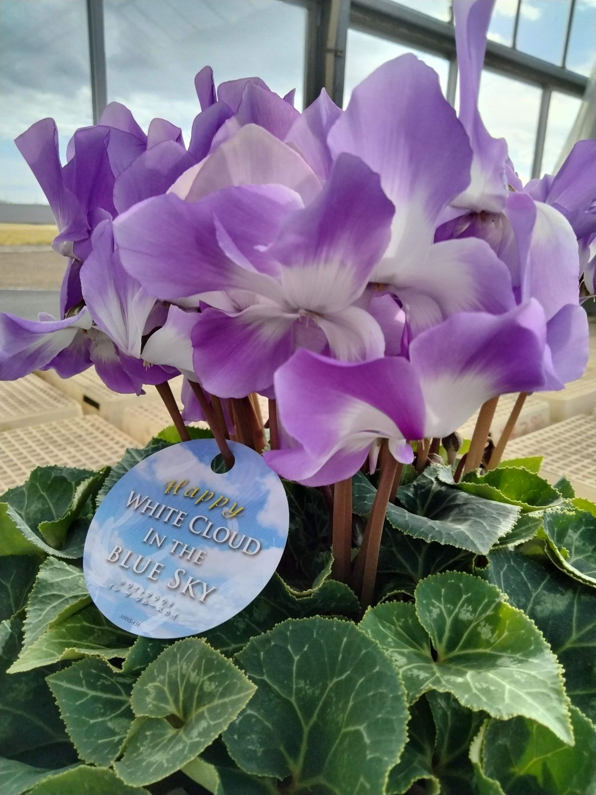 ���о���������ڲֹ�˼YASUDA�������˰�ġ���������(�֥롼�ϡ��֥饦���)���ֹ�˼Yasuda����ȭ���梨11/20����12/15���ޤǤ�ȯ���Ǥ���[�ﲹ]